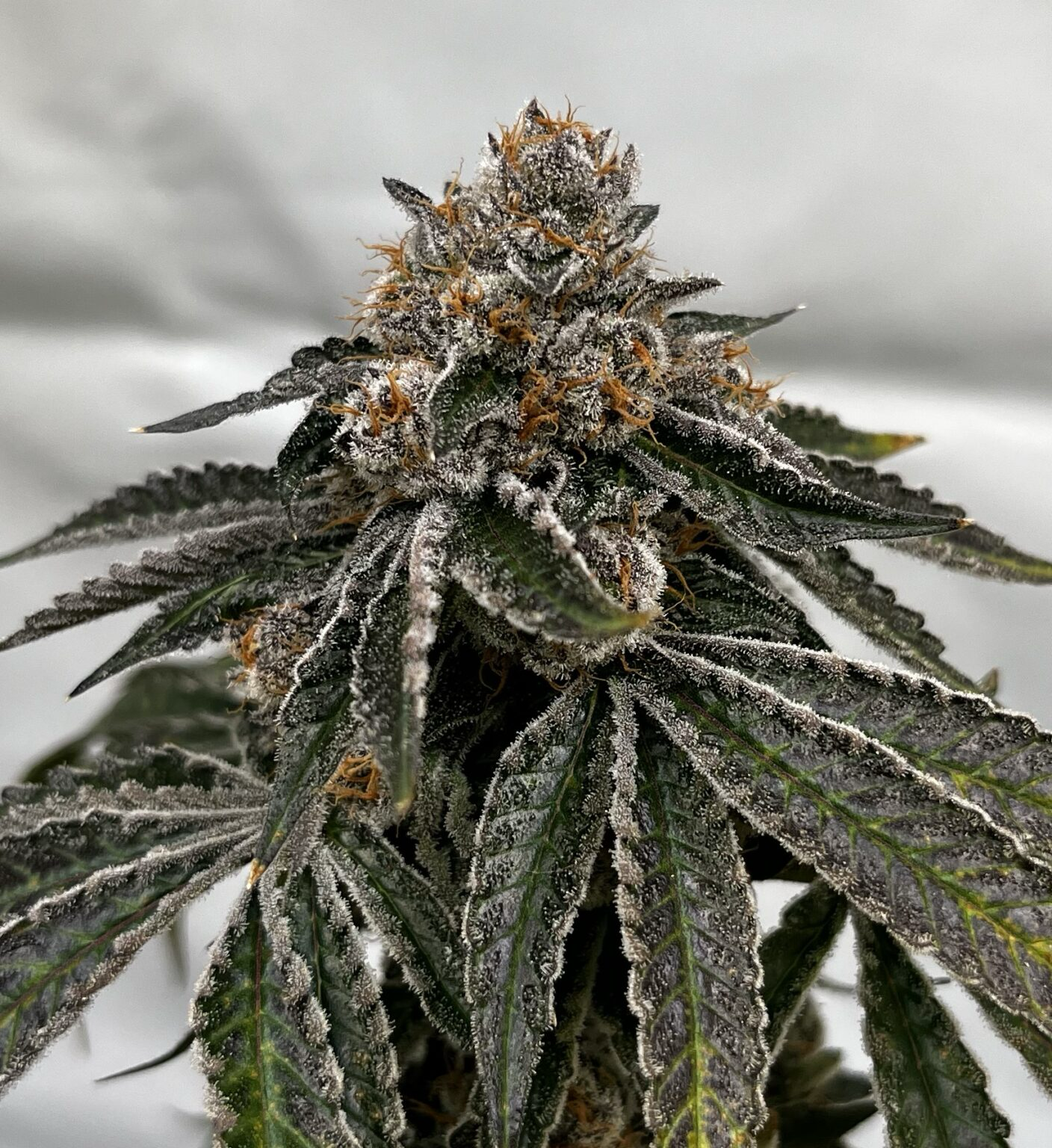 Lip Smacker ( Baba Genetics )