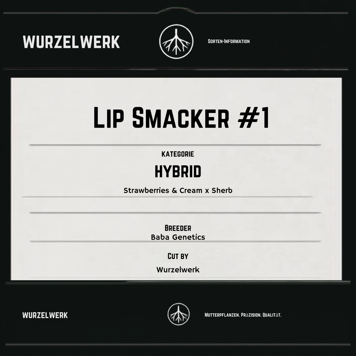 Lip Smacker Steckling – Exotic Genetix