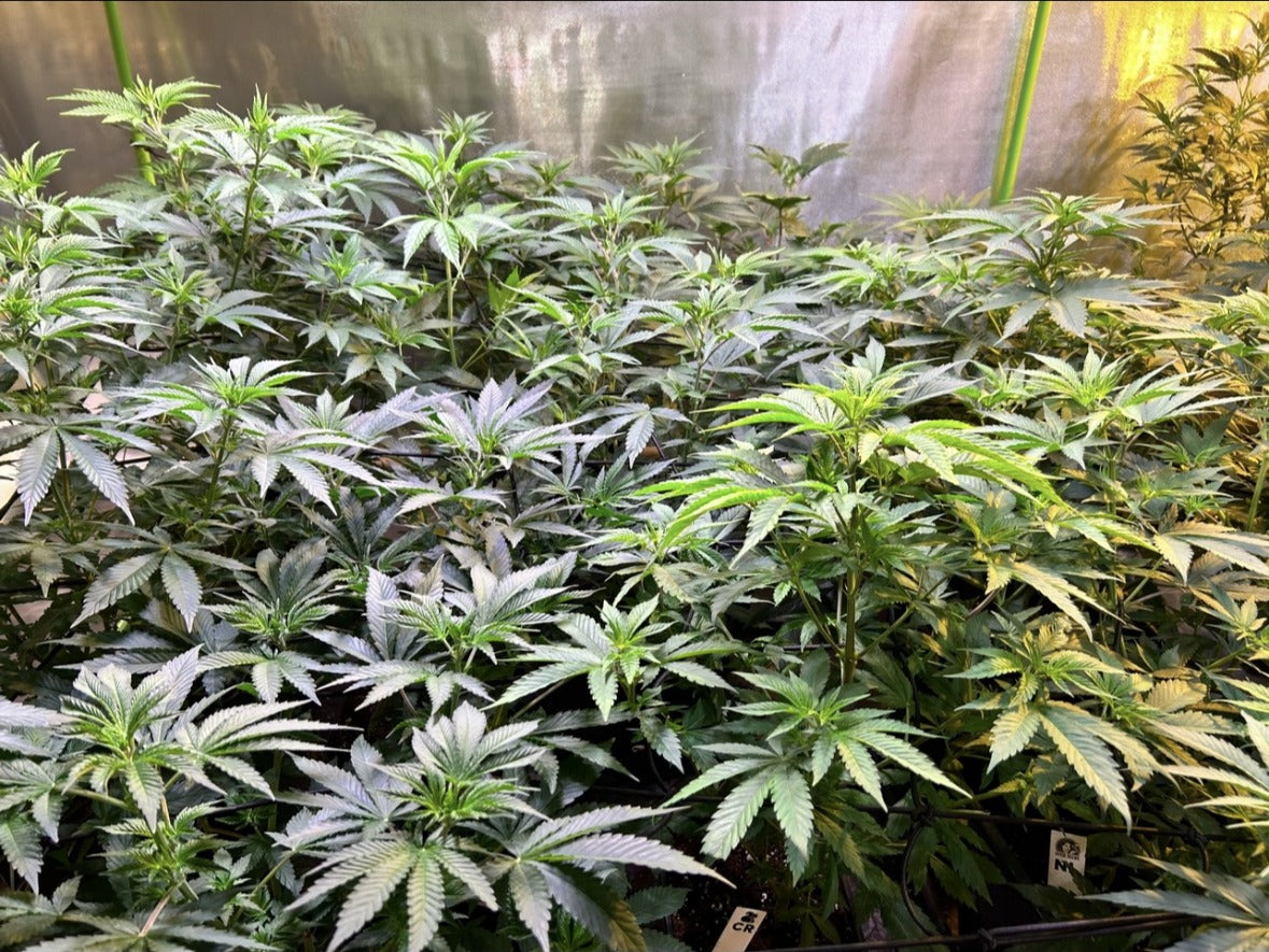 Vorgezogene Pflanzen im Growzelt