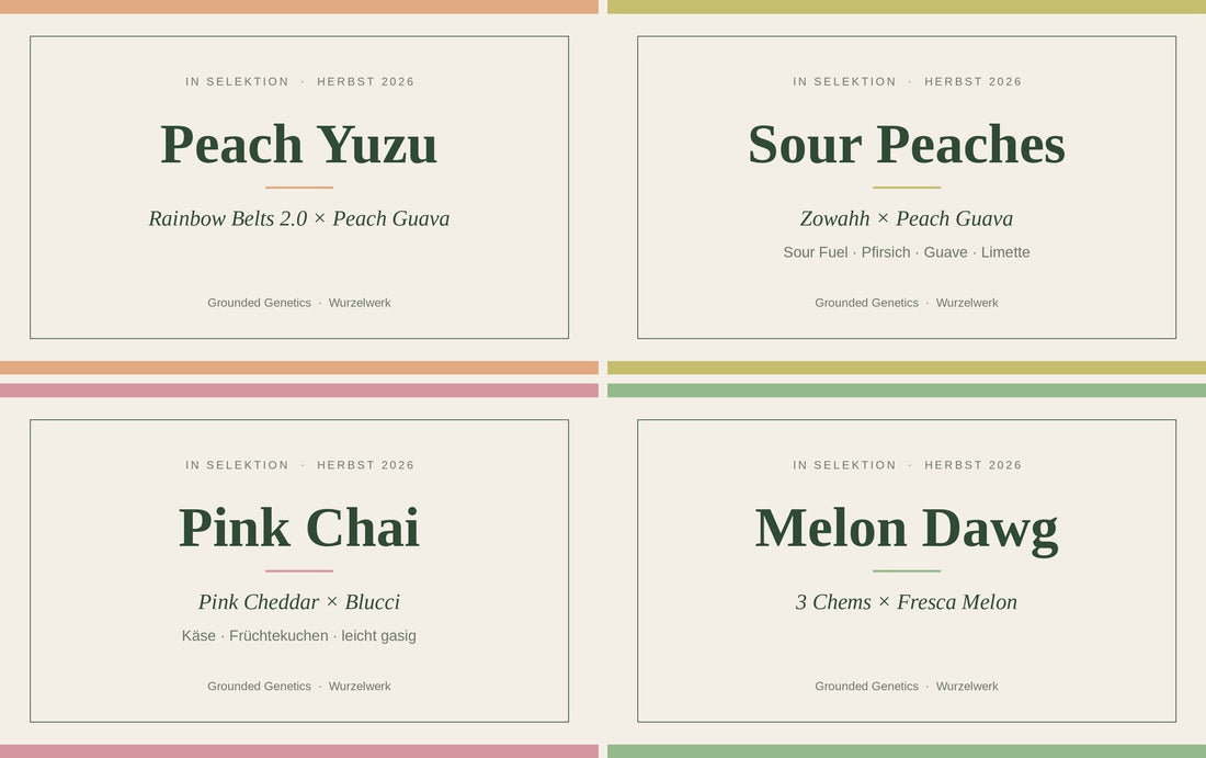 In Selektion: Peach Yuzu, Sour Peaches, Pink Chai, Melon Dawg