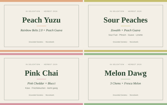 In Selektion: Peach Yuzu, Sour Peaches, Pink Chai, Melon Dawg