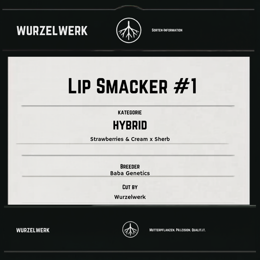 Lip Smacker ( Baba Genetics )