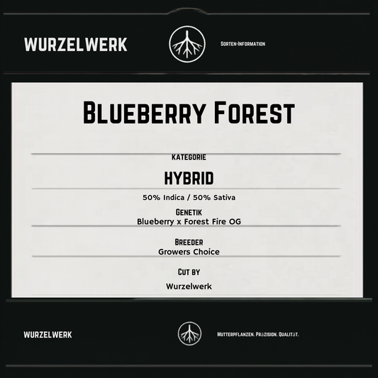 Blueberry Forest