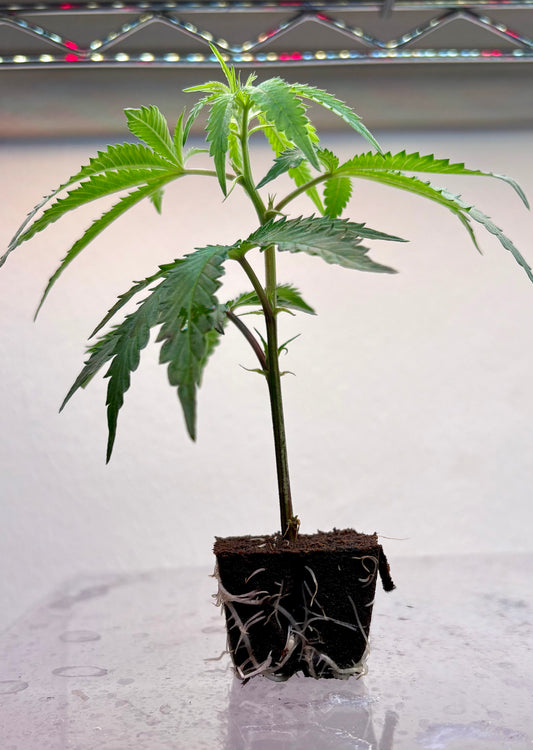 Lip Smacker ( Baba Genetics )