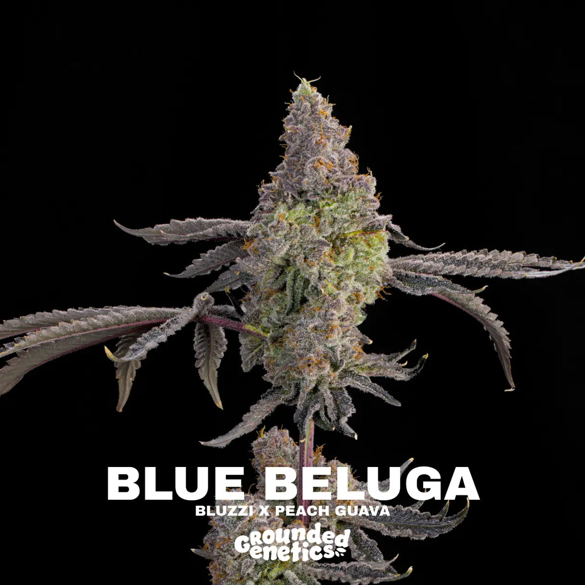 Blue Beluga – Bluzzi x Peach Guava – Grounded Genetics