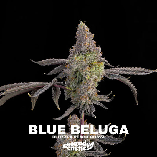 Blue Beluga – Bluzzi x Peach Guava – Grounded Genetics
