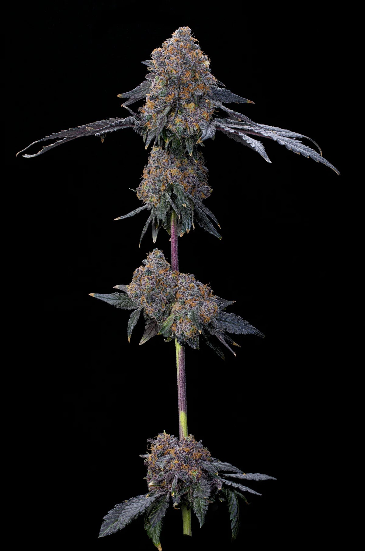 Blue Zang – Grounded Genetics