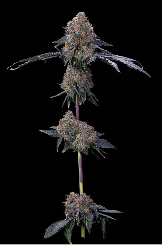 Blue Zang – Grounded Genetics