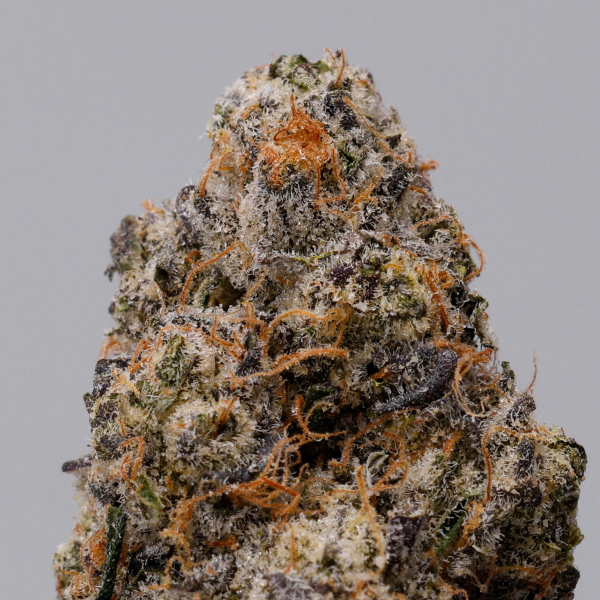 Fruit Fuel – Nine Weeks Harvest