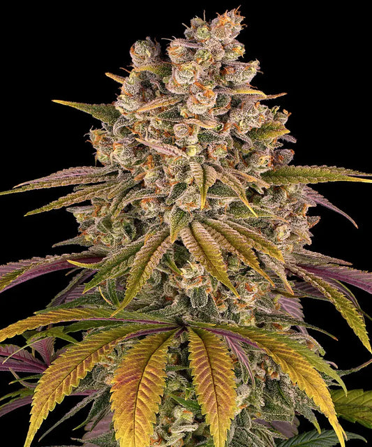 Lemon Tree