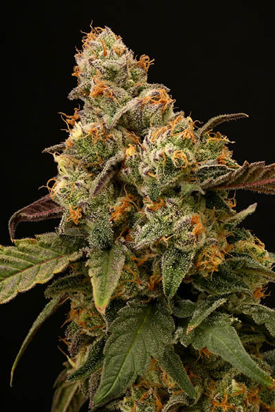 Panty Punch – SeedStockers