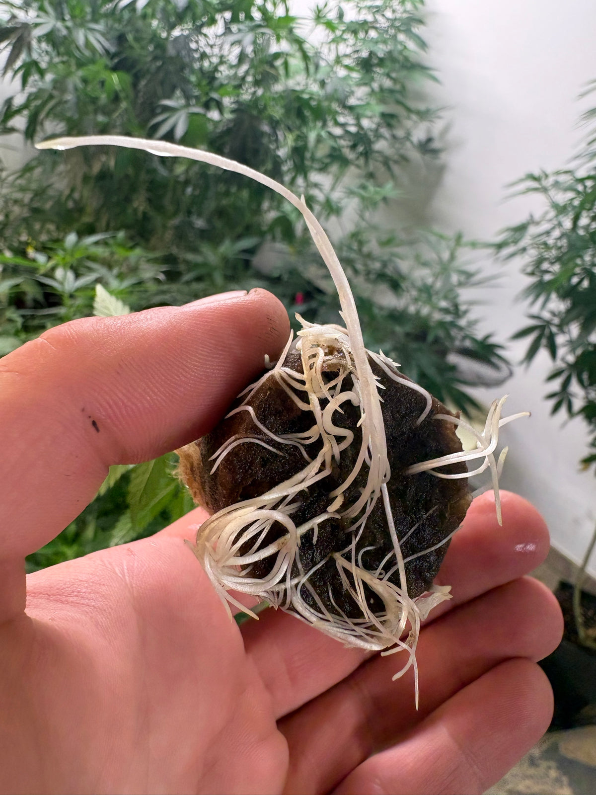 Bewurzelter Plug mit kräftigem Wurzelwerk